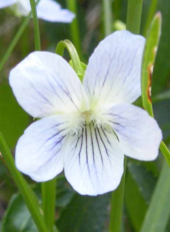 Viola pumila / Viola minore